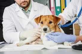 We did not find results for: Cachorros Sentem Frio E Precisam De Cuidados Especiais Blog Do Secad