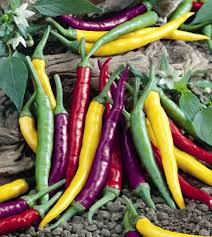 Cayenne pepper, like other hot peppers or chillies, is used in cooking as a spice to flavor many dishes. The Fiesta Cayenne Hot Chile Pepper John Scheepers Kitchen Garden Seeds