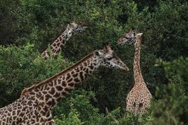 This article lists the top ten and is based upon iucn's red list of. U S To Consider Listing Giraffes As Endangered Species The New York Times