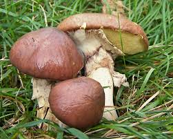Image result for Suillus punctipes