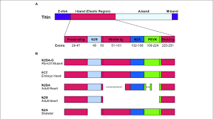 We did not find results for: Structure Of The Titin Protein Isoforms A Schematic Domain Download Scientific Diagram