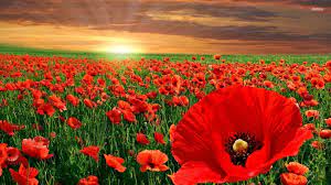 Poppy Archives Damnwallpapers Poppy Wallpaper Field Wallpaper Hd Flowers