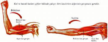kol kasilmasi belirtileri ve tedavisi kramp gen tr