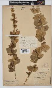 Image result for Rhynchosia galpinii