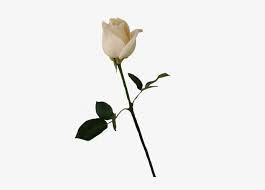 We did not find results for: Flower Stems Png White Rose Bud Transparent Transparent Png 407x507 Free Download On Nicepng