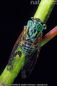 Image result for Chamaeclitandra