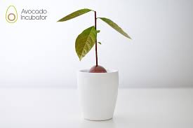 Avocado Incubator Avocado Seed Growing Avocado Seed Grow Avocado