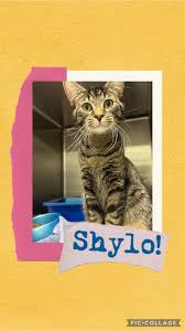 CatNap from the Heart