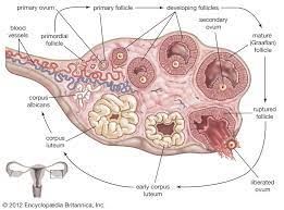 The ovaries have three functions. Ovary Animal And Human Britannica