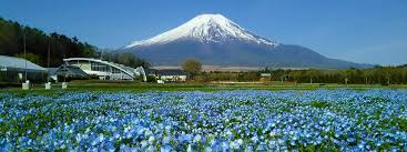 949 m nuo kampong melayu kebun bunga. Gunung Fuji Bunga Matahari Dan Danau Yamanaka Di Taman Bertema Bunga Ana