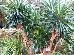 Image result for Yucca gigantea
