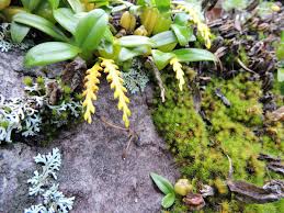 Image result for Bulbophyllum expallidum