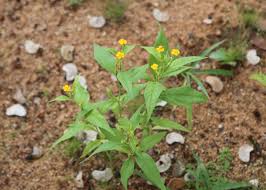 Image result for Streptopetalum serratum