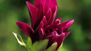 Flower Bloom Gif Flower Bloom Spring Discover Share Gifs Rare Flowers Flowers Gif Flowers