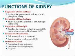 Function Of Kidney Medical Laboratory Science Medical Anatomy Medical Laboratory