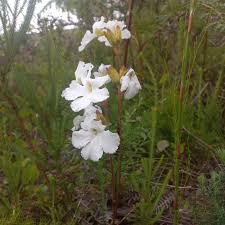 Image result for Harveya