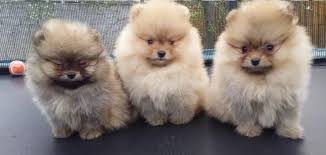 Pomeranian Boo Dunyasi