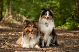 Everything You Need To Know About Border Collie Colors And