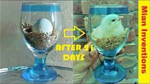 The temperature is usually a bit above ambient, snuggely warm but not hot and controlled at all times. How To Hatch Eggs At Home Without Incubator 100 Hatch Eggs At Home Without Electricity Youtube