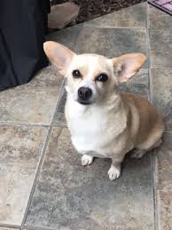 We are a full service pet spa offering green grooming by groomers trained in pet cpr and first aid. Judi S Laguna Pet Spa 19 Photos 50 Reviews Pet Groomers 27001 Moulton Pkwy Laguna Hills Ca United States Phone Number