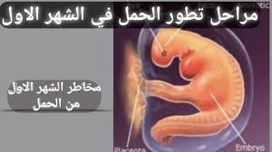 شكل الجنين في الشهر الاول Youtube