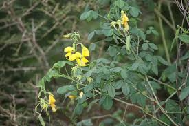 Image result for Crotalaria laburnifolia
