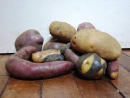Image result for Solanum tuberosum