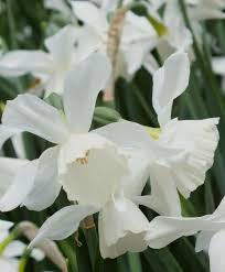 Narcissus Thalia Triandrus Narcissi Narcissi Flower Bulb Index Narcissus Flower Bulb Flowers Narcissus