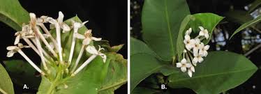 Image result for Ixora seretii