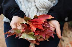 Check spelling or type a new query. Fall Leaves Can Harm Your Garden Garden Myths