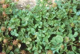 Image result for Trifolium spumosum