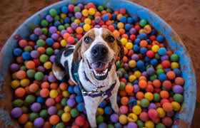 Ten Things You Can Do To Show Your Pets You Love Them Your Pet Pets Pet Care Tips