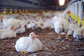 Check spelling or type a new query. Home Of Blue Mountain Poultry And Agricultural Farm