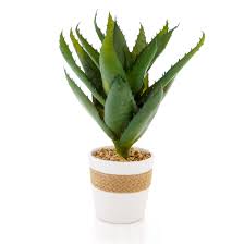 Aloe vera is a tender succulent, which is mainly grown as a houseplant. Fake Aloe Vera Plant With Ceramic Pot And Charming Woven Braid Aloe Vera Plant Decor Aloe Vera Plant Plants