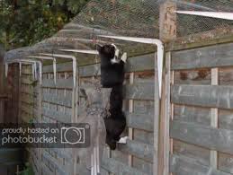 Afbeelding In 2020 Katze Zaun Katzen Spielplatz Katzenkafig