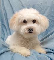 Stock Image Search Results