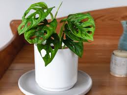 Monstera obliqua are close in appearance to monstera adansonii. Swiss Cheese Plant Indoor Care Growing Guide