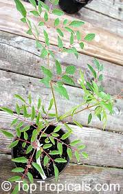 Image result for Tragia hildebrandtii