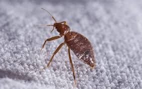 Image result for bed bugs droppings