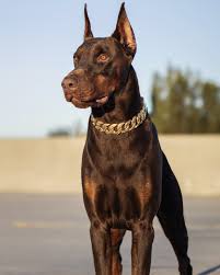 Image result for Dobera