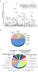 Phosphoproteomic analysis of Methanohalophilus portucalensis FDF1T  identified the role of protein phosphorylation in methanogenesis and  osmoregulation | Scientific Reports