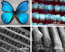 Download Replication Of Butterfly Wing Microstructures Using Molding Lithography Sciencedirect