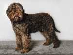Find lagotto romagnolo dogs and puppies for sale in king's park, city of glasgow near you. Lagotto Romagnolo Breeders Champdogs