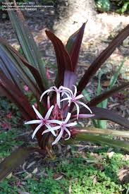 Image result for Crinum asiaticum