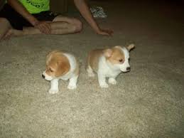 We also go to snoqualmie falls, pikes place market, and the. Corgi Puppies Pets And Animals For Sale In The Usa Puppy And Kitten Classifieds Page 10 Buy And Sell Kittens And Puppies Americanlisted