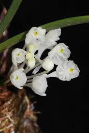 Image result for Podangis