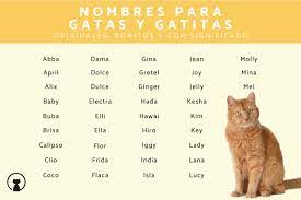 270 Nombres para gatas originales 