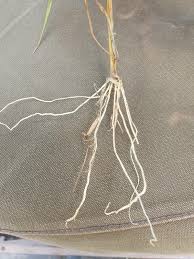 Image result for Urochloa leersioides