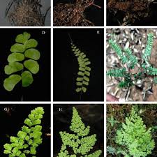 Image result for Adiantum soboliferum