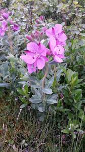 Image result for Epilobium stereophyllum